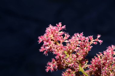Mor çiçekleri yakın plan botanik arka plan yüksek kalite büyük boy baskılar astilbe japonica ailesi saksafragaceae duvar posteri
