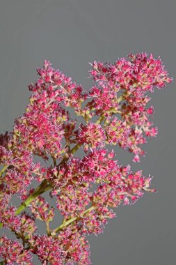 Mor çiçekleri yakın plan botanik arka plan yüksek kalite büyük boy baskılar astilbe japonica ailesi saksafragaceae duvar posteri