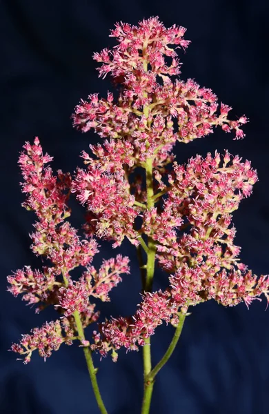 Flor Púrpura Flor Primer Plano Fondo Botánico Alta Calidad Tamaño —  Fotos de Stock