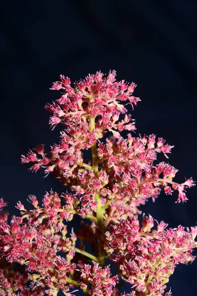 Fialové Květy Květ Zblízka Botanické Pozadí Vysoká Kvalita Velká Velikost — Stock fotografie