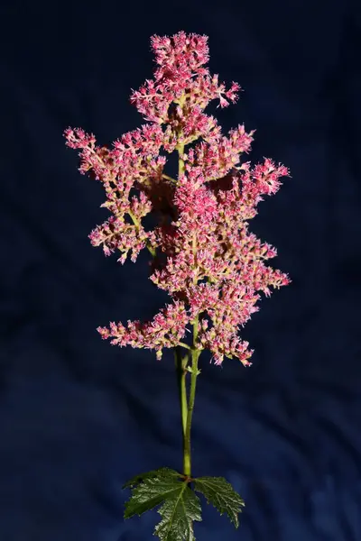 Flor Púrpura Flor Primer Plano Fondo Botánico Alta Calidad Tamaño —  Fotos de Stock