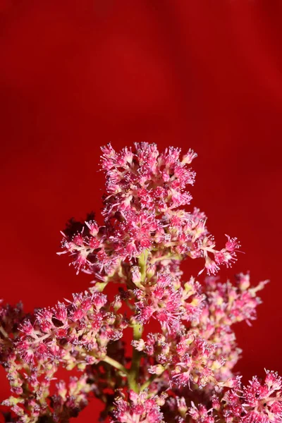 Paarse Bloesem Close Botanische Achtergrond Hoge Kwaliteit Groot Formaat Prints — Stockfoto