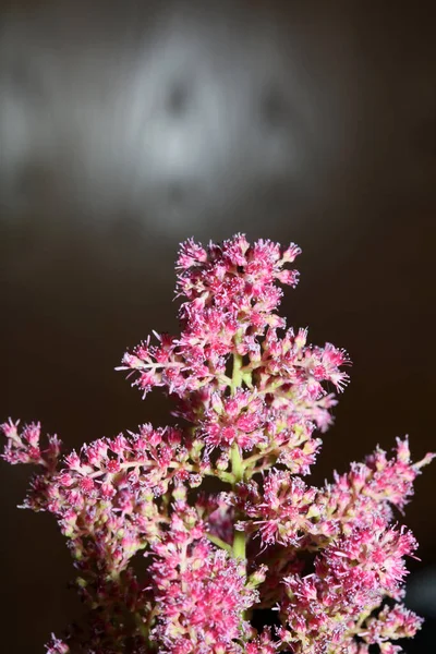 Flor Púrpura Flor Primer Plano Fondo Botánico Alta Calidad Tamaño —  Fotos de Stock