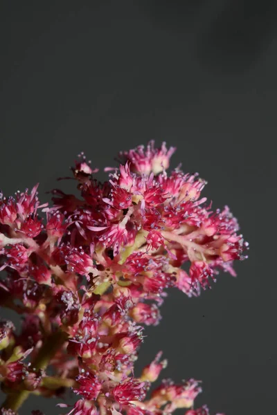 Fialové Květy Květ Zblízka Botanické Pozadí Vysoká Kvalita Velká Velikost — Stock fotografie