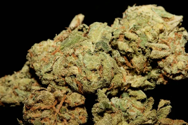 Marihuana Pupeny Zblízka Černém Pozadí Čisté Lékařské Cbd Super Citron — Stock fotografie