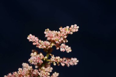 Bitkisel arka planda çiçek açan beyaz çiçek yüksek kaliteli büyük boy baskılar astilbe japonica ailesi saksafragaceae duvar posteri