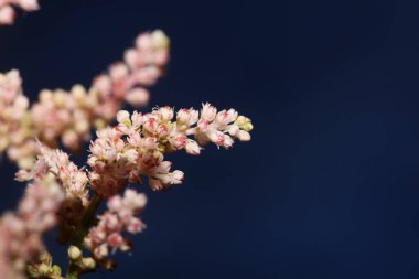Bitkisel arka planda çiçek açan beyaz çiçek yüksek kaliteli büyük boy baskılar astilbe japonica ailesi saksafragaceae duvar posteri