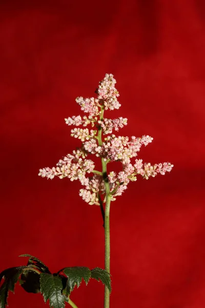 Flor Blanca Florecimiento Primer Plano Fondo Botánico Alta Calidad Tamaño — Foto de Stock