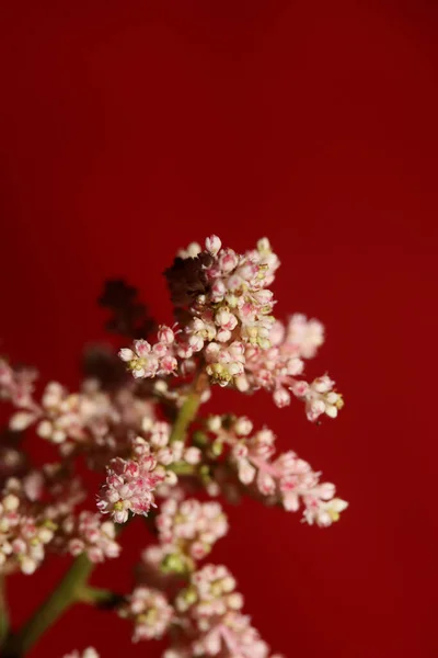 Fleur Blanche Fleurissant Près Fond Botanique Haute Qualité Grandes Impressions — Photo