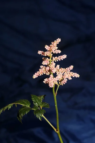 Bílý Květ Květ Zblízka Botanické Pozadí Vysoká Kvalita Velká Velikost — Stock fotografie