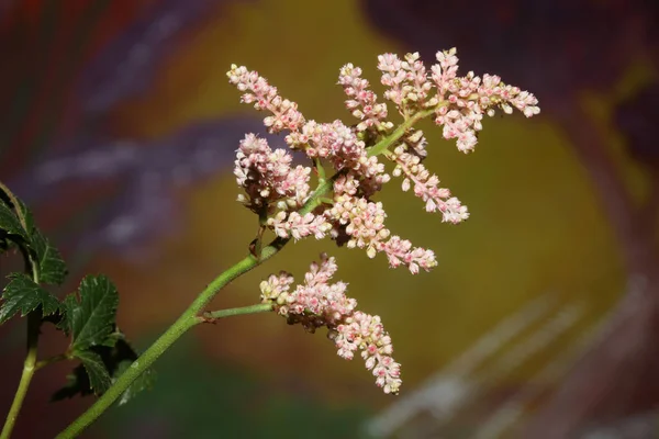 Flor Blanca Florecimiento Primer Plano Fondo Botánico Alta Calidad Tamaño —  Fotos de Stock