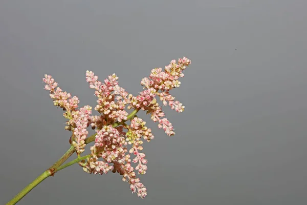 피어나는 식물학적 가까이에서 그림들이 나오고 있습니다 Astilbe Japonica Family Saxifragaceae — 스톡 사진