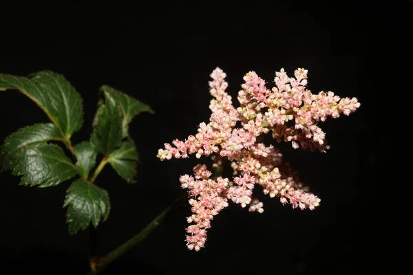 Flor Blanca Florecimiento Primer Plano Fondo Botánico Alta Calidad Tamaño —  Fotos de Stock