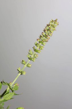 Aromatik çiçek çiçeği botanik arka planı kapat yüksek kalite büyük boy baskılar salvia pratensis aile lamiaceae duvar posterleri