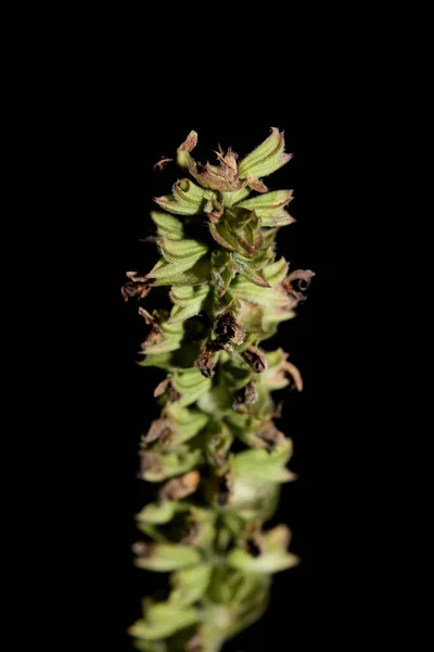 Flor Aromática Flor Primer Plano Fondo Botánico Alta Calidad Tamaño — Foto de Stock