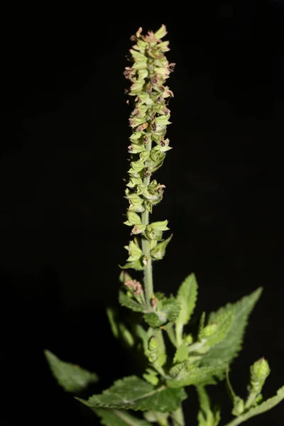 芳香のある花は植物の背景を閉じます高品質の大きなサイズのプリントSalvia Pratensis科の壁のポスター — ストック写真