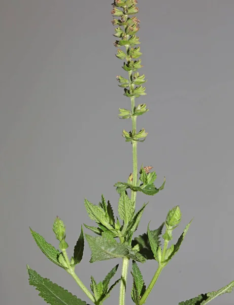 芳香のある花は植物の背景を閉じます高品質の大きなサイズのプリントSalvia Pratensis科の壁のポスター — ストック写真