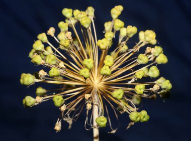 Çiçek çiçeği, botanik arka plan allium nigrum aile amarillidaceae yüksek kalite büyük boy baskı kapatın