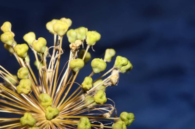 Çiçek çiçeği, botanik arka plan allium nigrum aile amarillidaceae yüksek kalite büyük boy baskı kapatın