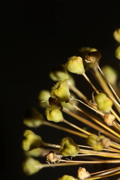 花は植物の背景色を閉じますナリウム科ナリウム属アマリル科高品質の大きなサイズプリント — ストック写真