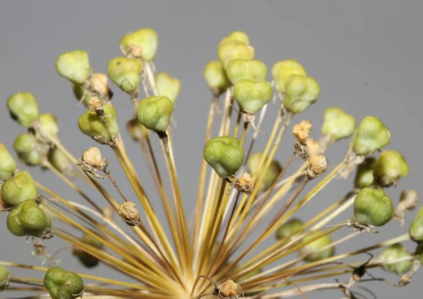 stock image Flower blossom close up botanical background allium nigrum family amaryllidaceae high quality big size print