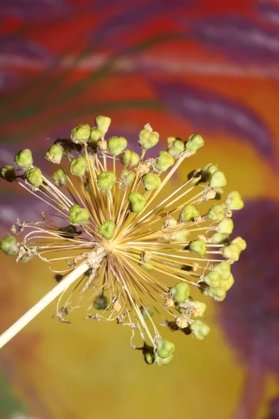 Άνθη Λουλουδιών Close Βοτανικό Υπόβαθρο Allium Nigrum Family Amaryllidaceae Υψηλής Royalty Free Εικόνες Αρχείου