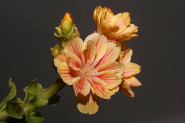 Çiçek açan modern botanik arka plan lewisia cotyledon ailesi montiaceae büyük boy yüksek kalite baskılar ev dekorasyonu