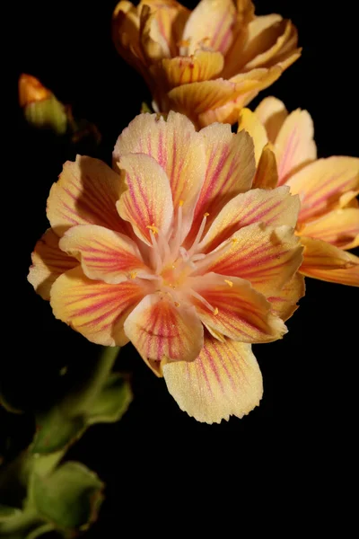 Flor Florecimiento Primer Plano Moderno Fondo Botánico Lewisia Cotyledon Familia — Foto de Stock