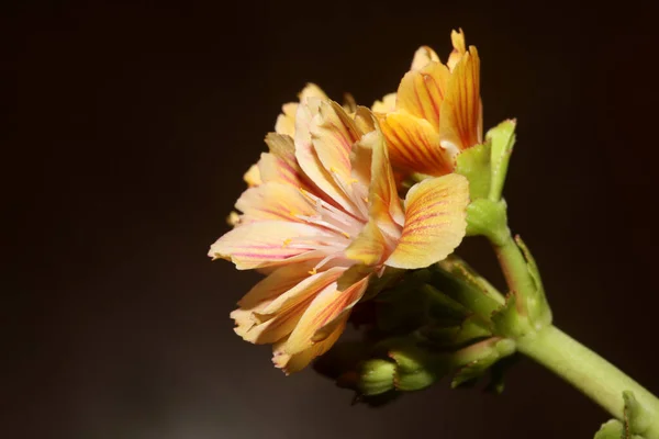 Квітка Квітуча Крупним Планом Сучасний Ботанічний Фон Розпусна Сім Котеджів — стокове фото