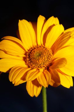 Sarı çiçek çiçeği botanik arka plan heliopsis helianthoides aile kompozitesi büyük metal baskılar yüksek kaliteli doğa resmi