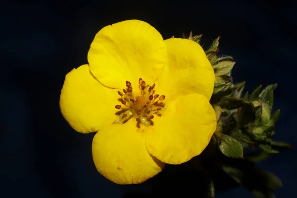 Flor Amarilla Flor Primer Plano Fondo Botánico Gran Tamaño Impresiones — Foto de Stock