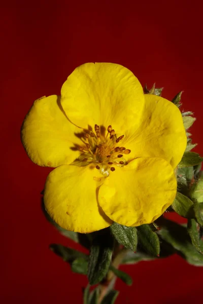 Fiore Giallo Fiore Primo Piano Sfondo Botanico Grandi Dimensioni Stampe — Foto Stock