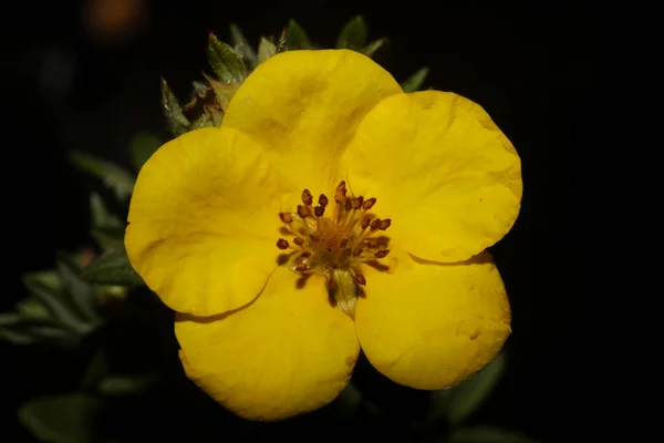 Gelbe Blüte Nahaufnahme Botanischer Hintergrund Große Größe Hochwertige Drucke Dasiphora — Stockfoto