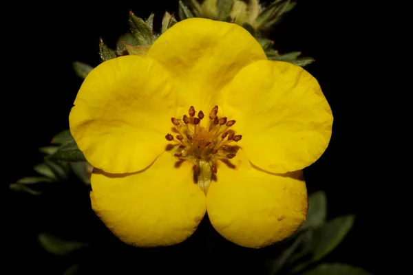 Fiore Giallo Fiore Primo Piano Sfondo Botanico Grandi Dimensioni Stampe — Foto Stock