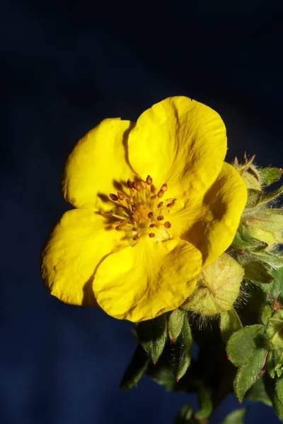 Yellow Flower Blossom Close Botanical Background Big Size High Quality — Stockfoto