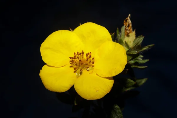 Fiore Giallo Fiore Primo Piano Sfondo Botanico Grandi Dimensioni Stampe — Foto Stock