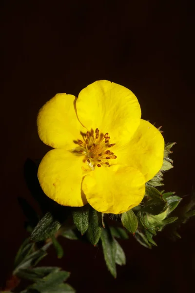 Fiore Giallo Fiore Primo Piano Sfondo Botanico Grandi Dimensioni Stampe — Foto Stock