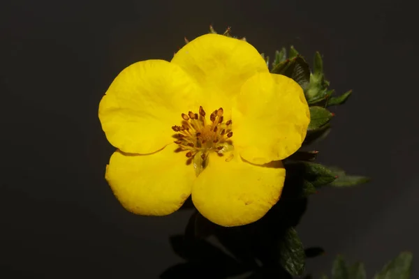 Žlutý Květ Květy Zblízka Botanické Pozadí Velká Velikost Vysoce Kvalitní — Stock fotografie