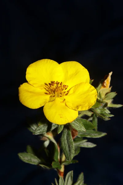 Yellow Flower Blossom Close Botanical Background Big Size High Quality — Stock Photo, Image