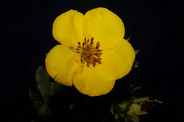 Žlutý Květ Květy Zblízka Botanické Pozadí Velká Velikost Vysoce Kvalitní — Stock fotografie
