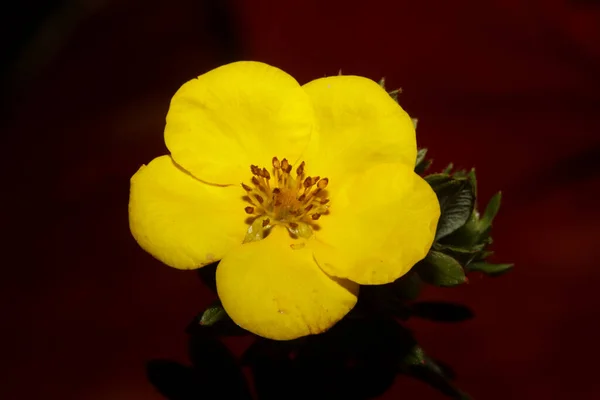 Fiore Giallo Fiore Primo Piano Sfondo Botanico Grandi Dimensioni Stampe — Foto Stock