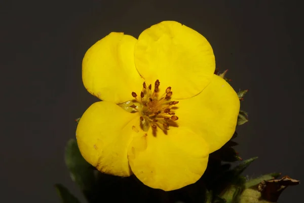 식물학적 배경을 클로즈업해 크기의 고품질 Dasiphora Fruticosa Family Thymelaeaceae Wall — 스톡 사진