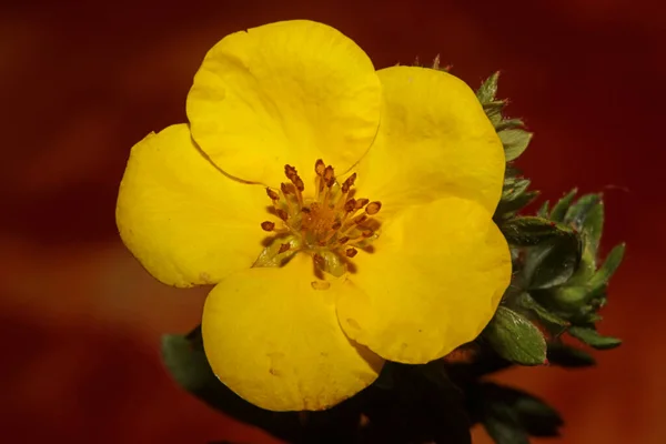 Fiore Giallo Fiore Primo Piano Sfondo Botanico Grandi Dimensioni Stampe — Foto Stock