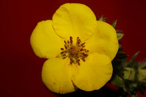 Sarı Çiçek Botanik Arkaplanı Kapat Büyük Kalite Baskılar Daziphora Fruticosa — Stok fotoğraf