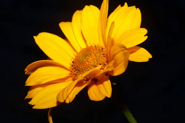 Bunga Kuning Mekar Menutup Latar Belakang Botani Heliopsis Helianthoides Keluarga — Stok Foto