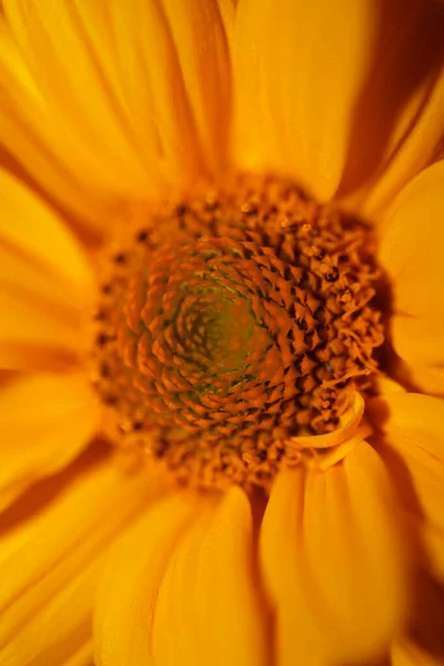 黄色の花は植物の背景を閉じますシソヘリアンソイド科の複合体大きなサイズの金属プリント高品質の自然写真 — ストック写真