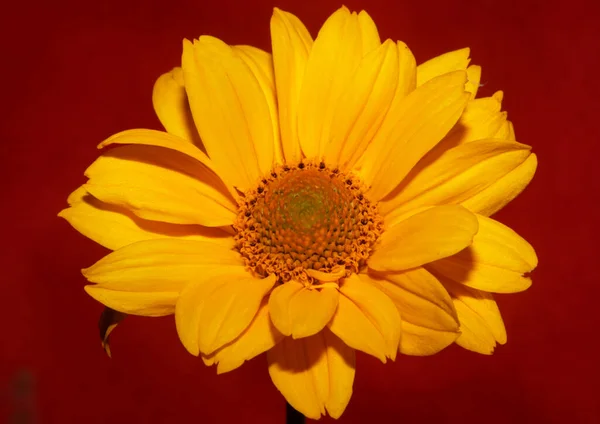 Цветение Желтого Цветка Закрыть Ботанический Фон Гелиопсис Helianthoides Семьи Compositae — стоковое фото