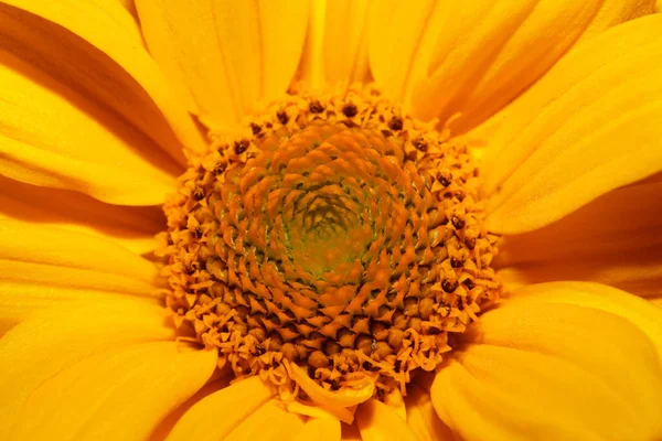 黄花近缘植物区系背景日立花科组合大号金属印刷高质量的自然照片 — 图库照片