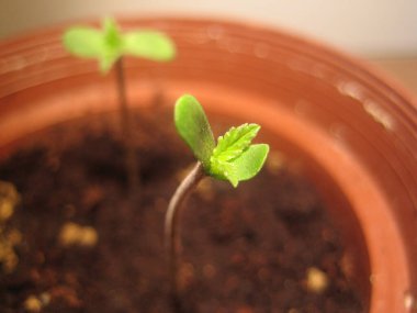 Esrar tıbbi marihuana creta Greek retro background matala 2006 vintage shoot