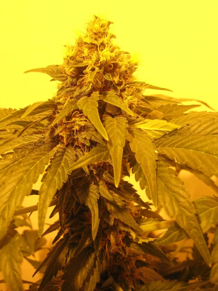 Cannabis Retro Creta Eiland Hippie Super Citroen Nevel Vintage Illegale — Stockfoto